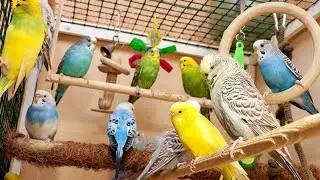 BUDGIE WINTER CAGE SETUP BEFORE | AFTER 🦜