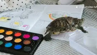 Tuffy the turtles wild leap! A jungle story
