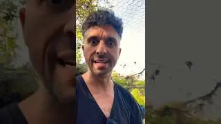 Chioccetta aggressiva