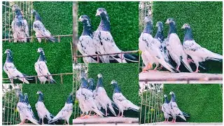 Flying Guarantee Teddy Pigeons New Adult Pair 👌 Call 👉 9548292306  All🇮🇳 India Delivery🇮🇳 Available 