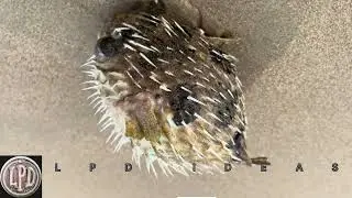 Beach vibe  Vlog sea shore LPD IDEAS Porcupine fish | waves | Full moon evening Breeze | Sand castle