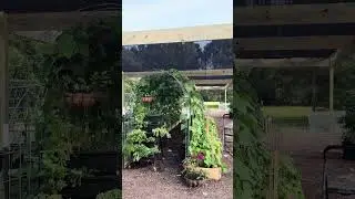 New garden shade cloth! #garden #gardening #selfreliance