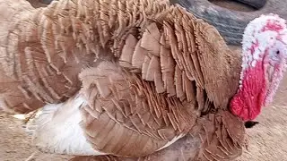 Bird Tales With Abbas is live!