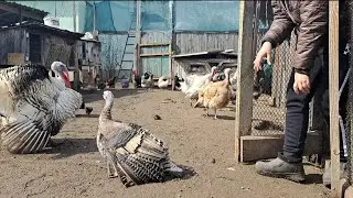 МАСОВИЙ ЗАГУЛ ІНДИЧОК! З'ЄДНАЛА ВСІХ САМОК І ІНДИКА.ЩО З ТОГО ВИЙШЛО?