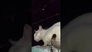 Under the moon | Poor Cat | She Feel Better | #short