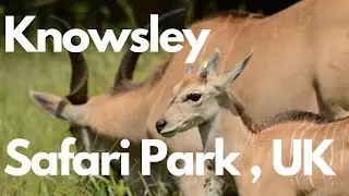Knowsley Safari park Near Manchester