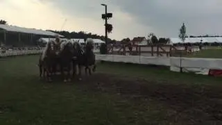 Haflinger Quadriga - Neuer Bahnrekord bei Titanen der Rennbahn 2016