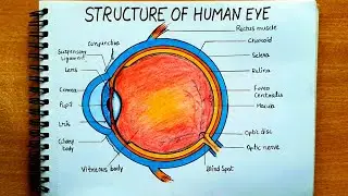 Easy Way to Draw Human Eye Diagram with Proper Labeling