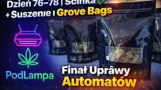 Dzień 76&ndash;78 | ŚCINKA 🌿 + SUSZENIE i GROVE BAGS | Finał Uprawy Automat&oacute;w