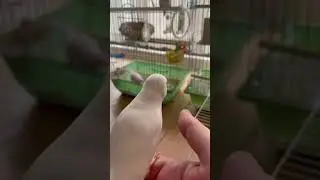 間違えて出てきた白文鳥よん。帰りたくてソワソワ