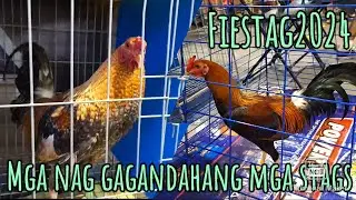 Mga nag gagandahang mga stags at pullets sa Fiestag 2024