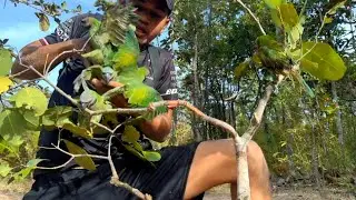 Man catches a lot of parrots and dig turtles in underground