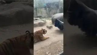 Tiger Attacks Gorilla&hellip; But Then THIS Happens! 😱