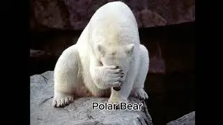 Animals with an expressive face.