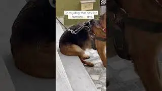 Popular ✨ #shorts #ytshorts #germanshepherd #dog #tiktok #funny #cute #gsd #comedy #youtubeshorts