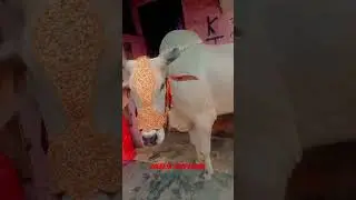 BEAUTIFUL BACHI COW IN COLLEGE GROUND||KOLKATA 2023||#trending #viral #viral shorts#subscribe #cow #