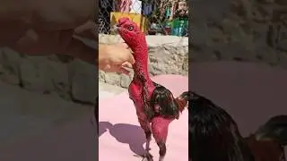 Top 5 unreal looking roosters