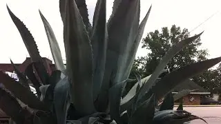 Agave plant and Prickly Pear Cactus plant. THE BIG SCORE!!!!!