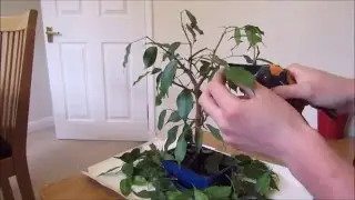 Pruning And Defoliating A Ficus Bonsai