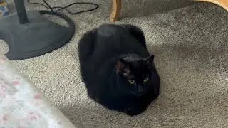 Cute Precious Piper Does Sweet Faces - My Adopted Shelter Cat Vlog