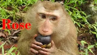 rose pigtail monkey pregnant .. 6/2/2020 , rose monkey born baby