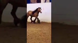 Baelfyre, buckskin gypsy vanner stallion, runs free in the Oregon State Fair arena