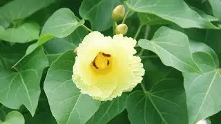 If you know the uses of this tree, you will raise your hand and put a stick in it ||ganga ravi chettu uses||portia tree