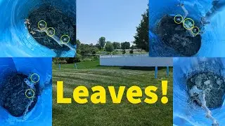Leaves! : Week 2 Growing Wine Grapes in Indiana