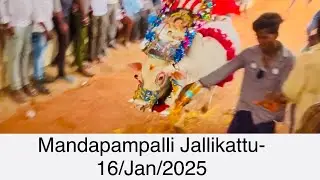 Mandapampalli Jallikattu 16/Jan/2025 #jallikattuboys # #trending #latest