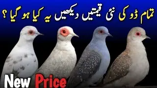 Diamond dove new price 2025 | pied dove new price | all dove new price in pakistan | dove jaal rates