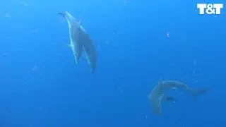 Incredible Moment Dolphins Chase Off Shark To Protect Divers