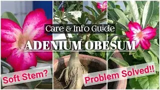 ADENIUM OBESUM CARE GUIDE || SOFT STEM PROBLEM IN ADENIUM SOLVED || BLOOMING BEE