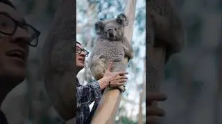 Талон отправляется в приключение с коалой! Неожиданный гость появляется... #коала #австралия #костер