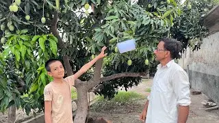 How to control fruit fly from vegetable and fruit plants 🪰🪰