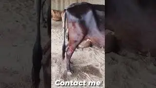 Top quality breed cow for sale all India delivery 🚚 #hfcow #cow #breed