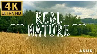 Golden Wheat Field & Gentle Breeze | Peaceful Summer Ambience for Relaxation, Meditation & Sleep