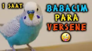 BABACIM PARA VERSENE 😀 KARŞINIZDA EN GEVEZE KUŞ BONCUK | 1 SAATLİK KONUŞTURMA VİDEOSU