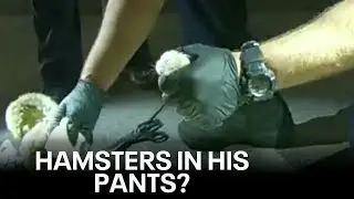 Police in Ohio find hamsters in suspect's pants