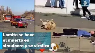 &iexcl;Denle un Oscar! Perrito se viraliza tras actuar en simulaci&oacute;n de choque
