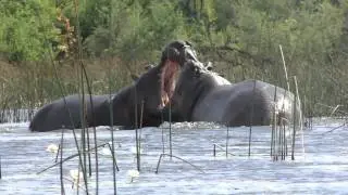 Sparring Hippos
