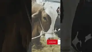 Pink Nose Ablak Bull #shorts #youtubeshorts #cow