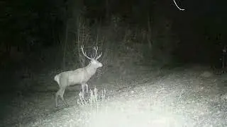 Fauna In Val D'Enza: Il Cervo
