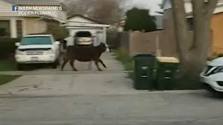 Loose cow in Niles causes chaos when senior prank goes wrong