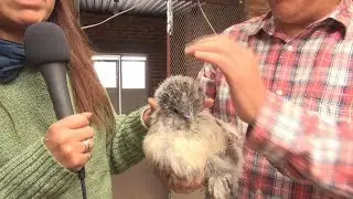 Gallinas y gallos de ornato