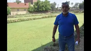 الأزولا.. تساؤلات وإجابات الدكتور رضا الشحات أستاذ الأزولا بمركز البحوث الزراعية