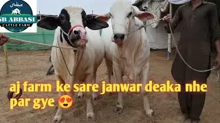 Aj farm ke sare janwar deaka diye ||cow farm||M.j Abbasi Cattle farm 