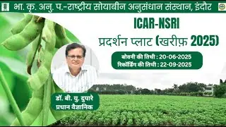 ICAR-NSRI का सोयाबीन प्रदर्शन प्लॉट (93 दिन की फसल)
