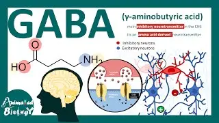 GABA: The Brain&rsquo;s Main Inhibitory Neurotransmitter | Mechanism, Receptors & Clinical Importance