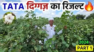 टाटा की दिग्गज़ वैरायटी का रिजल्ट देखो | भारी डिमांड वाली वीडियो | TATA Diggaz | Kapas Ki Kheti