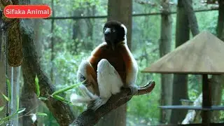 Sifaka: Madagascar's Dancing Lemur of the Forest #viralvideo